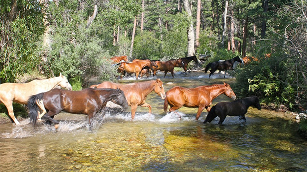 Eatons’ Ranch, Wyoming Dude Ranch